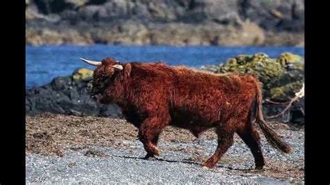Amrit Mahal 34. . Aleutian wild cattle